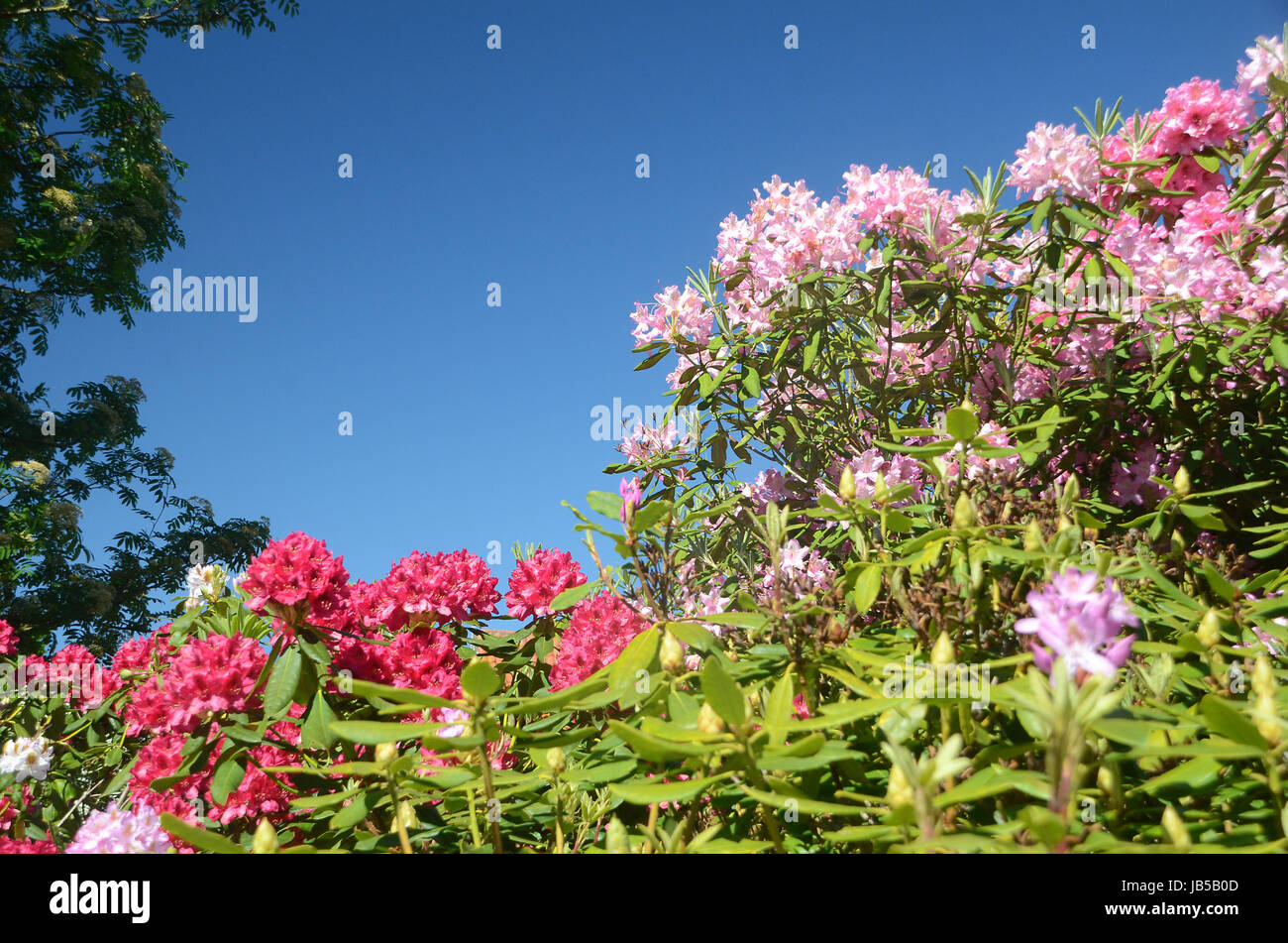 Rhododendron plants in bloom with flowers of different colors Stock ...