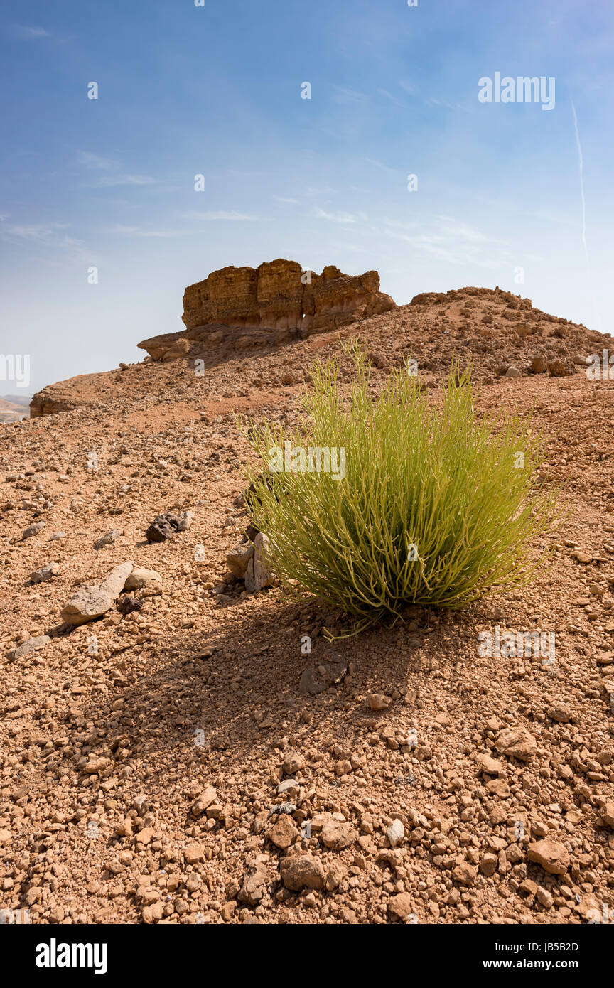 Euphorbia larica (cactus-like in appearance) is one of the commoner plants in Oman (where it is known as isbaq), found from sea-level to 1500m. Oman Stock Photo