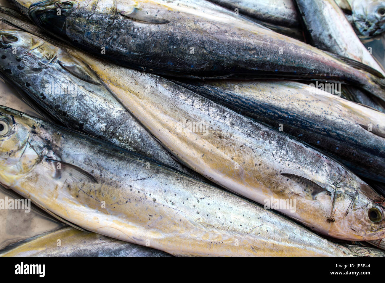 Fresh fish in a market Stock Photo