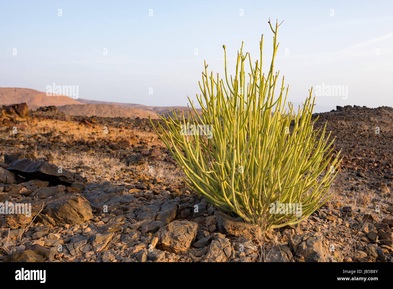 Euphorbia larica (cactus-like in appearance) is one of the commoner plants in Oman (where it is known as isbaq), found from sea-level to 1500m. Oman Stock Photo