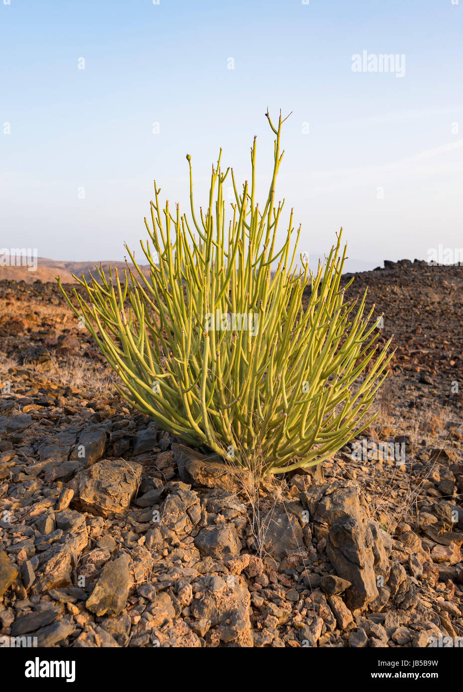 Euphorbia larica (cactus-like in appearance) is one of the commoner plants in Oman (where it is known as isbaq), found from sea-level to 1500m. Oman Stock Photo