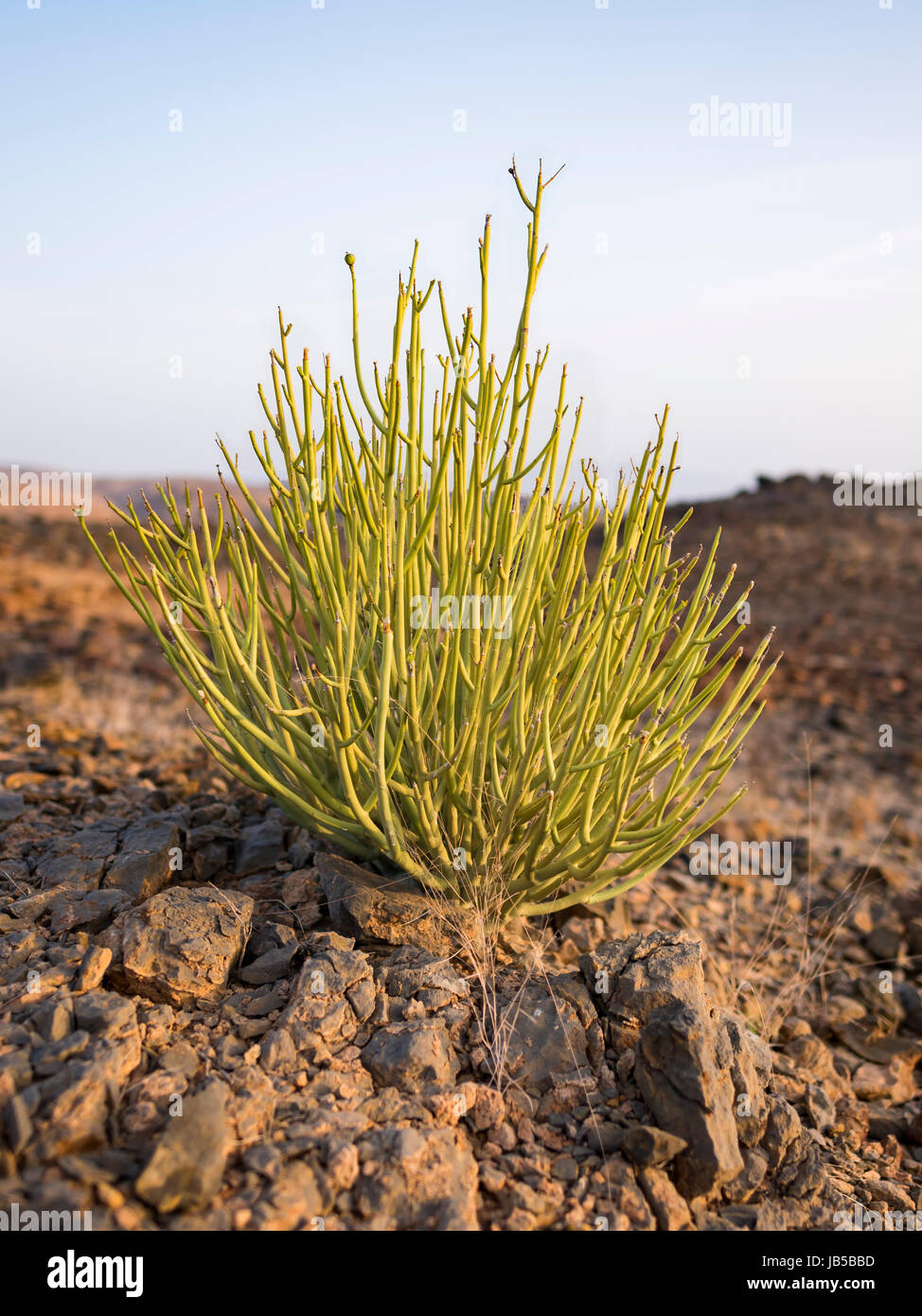 Euphorbia larica (cactus-like in appearance) is one of the commoner plants in Oman (where it is known as isbaq), found from sea-level to 1500m. Oman Stock Photo