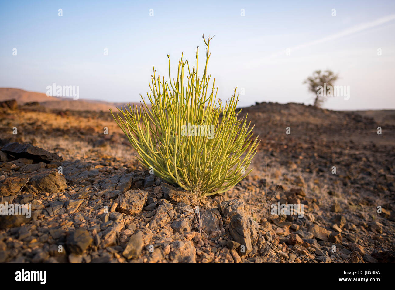 Euphorbia larica (cactus-like in appearance) is one of the commoner plants  in Oman (where it is known as isbaq), found from sea-level to 1500m. Oman  Stock Photo - Alamy