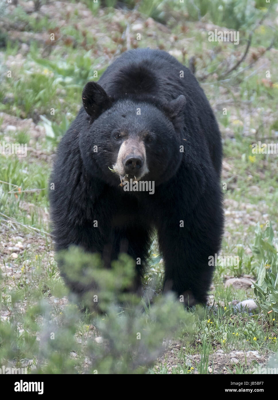 American black bear (Ursus americanus), Grand Teton National Park, Wyoming, USA, North America. Stock Photo