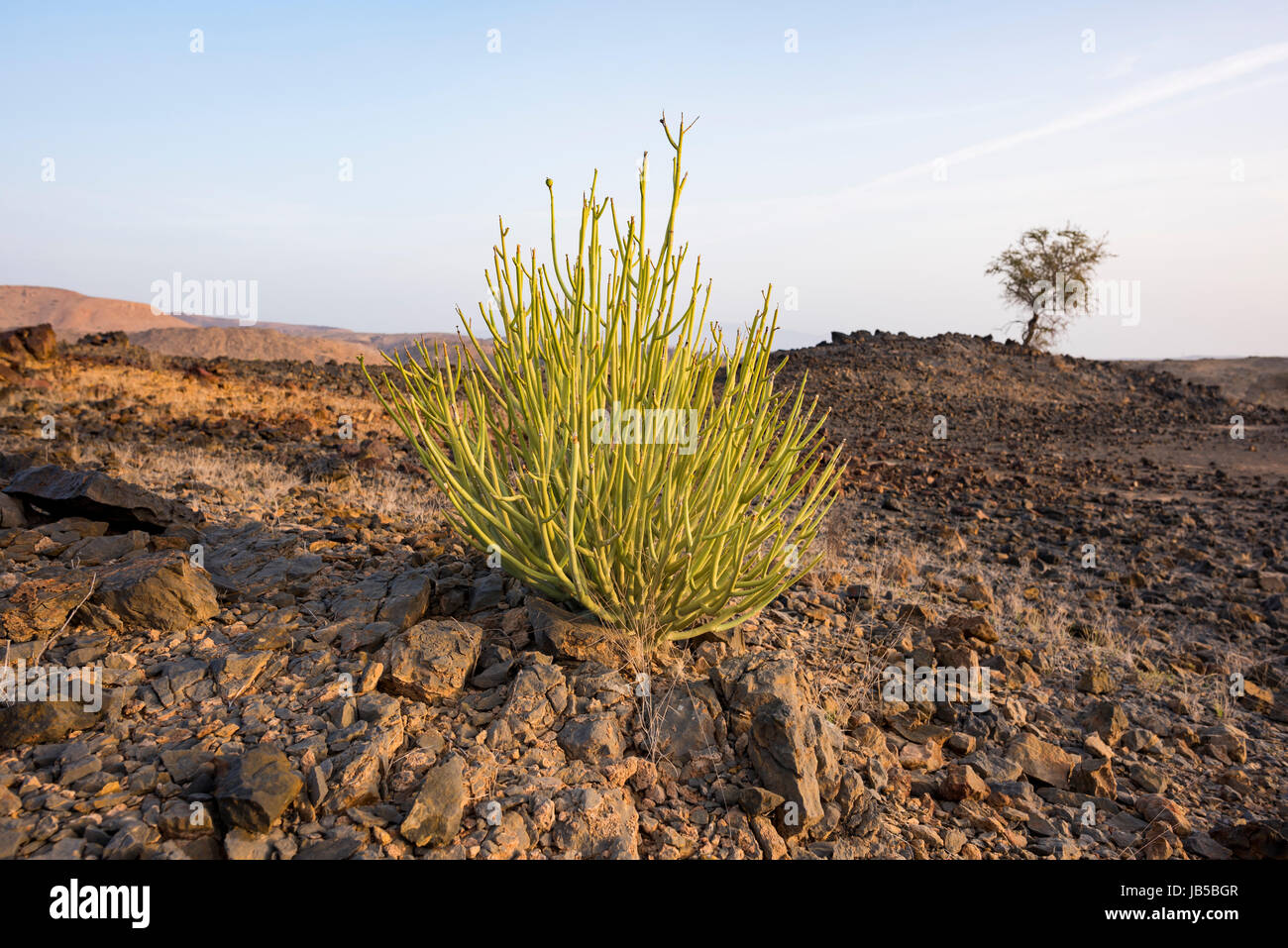 Euphorbia Larica cactus like In Appearance Is One Of The Commoner 
