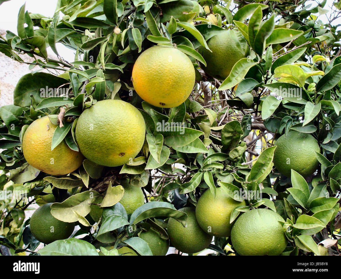Nahaufnahme von Grapefruits an einem Baum, halbreife Früchte Close up of grapefruit on a tree, half-ripe fruits Stock Photo