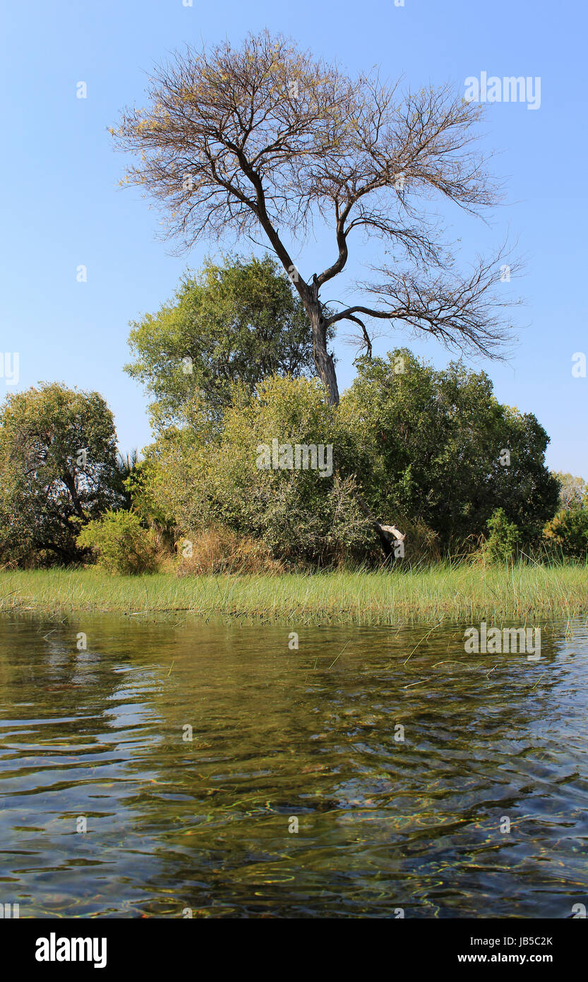 Okavango Delta water and 'Cyperus papyrus' plant landscape. North of Botswana. Stock Photo
