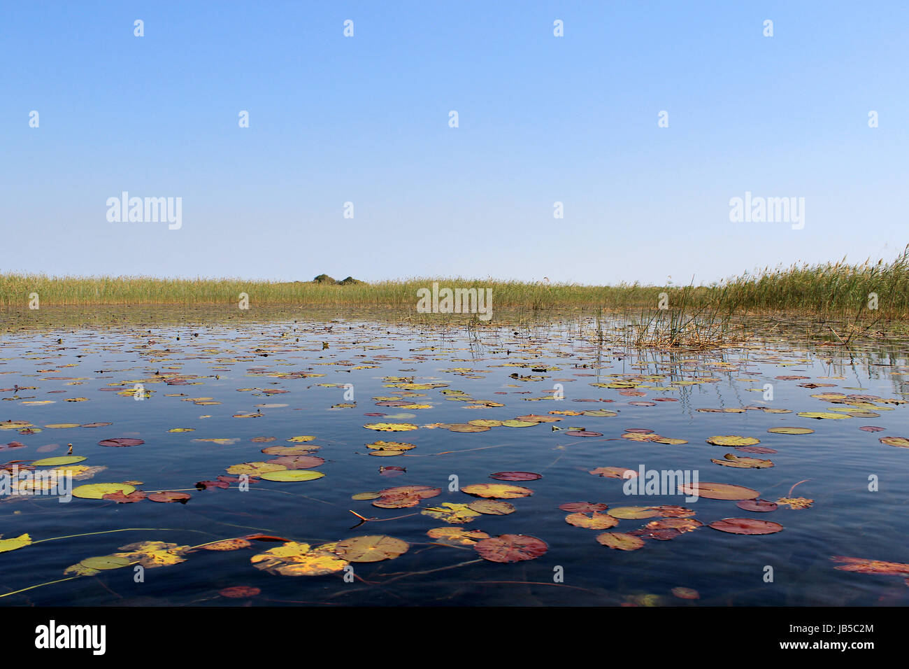 Okavango Delta water lillys and 'Cyperus papyrus' plant landscape. North of Botswana. Stock Photo
