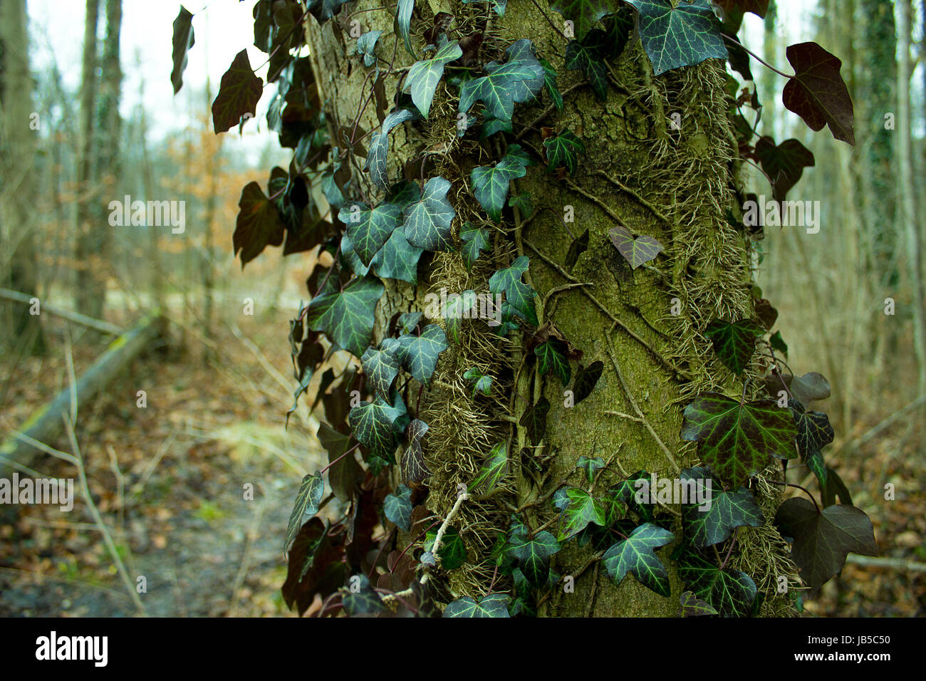 bavarian forest Stock Photo
