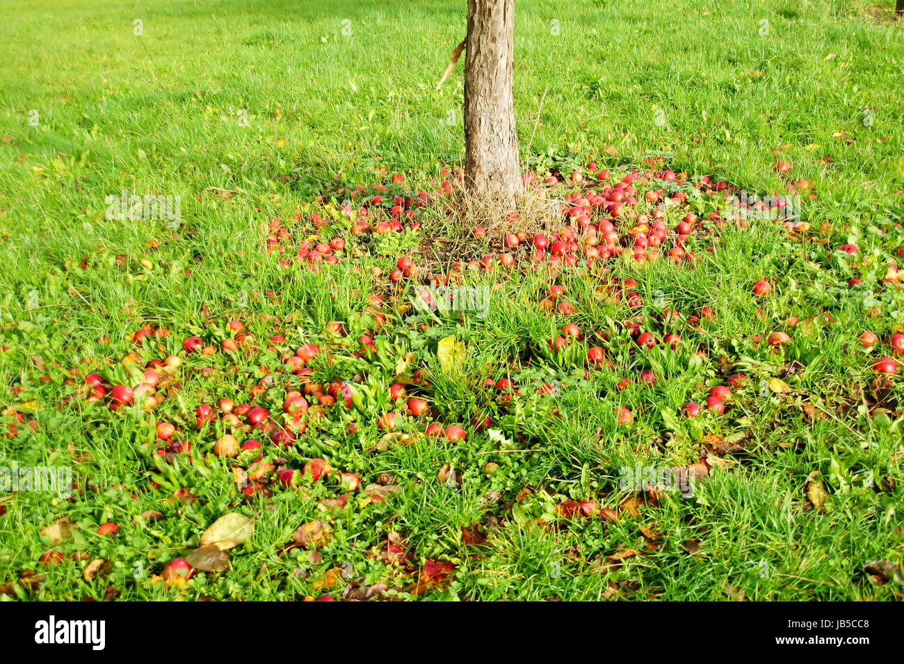 rote Äpfel im grünen Gras Stock Photo