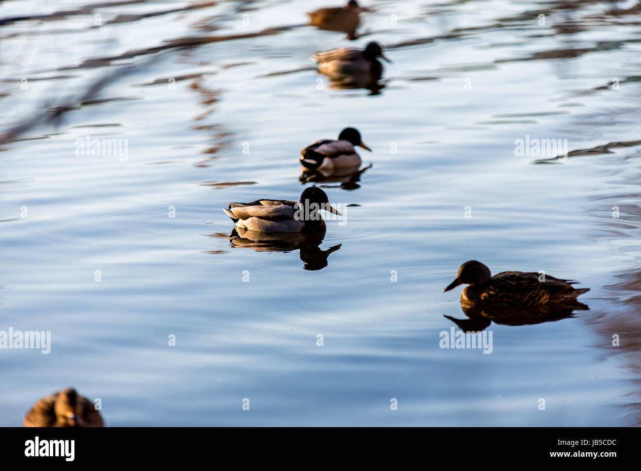 Stream insects hi-res stock photography and images - Alamy