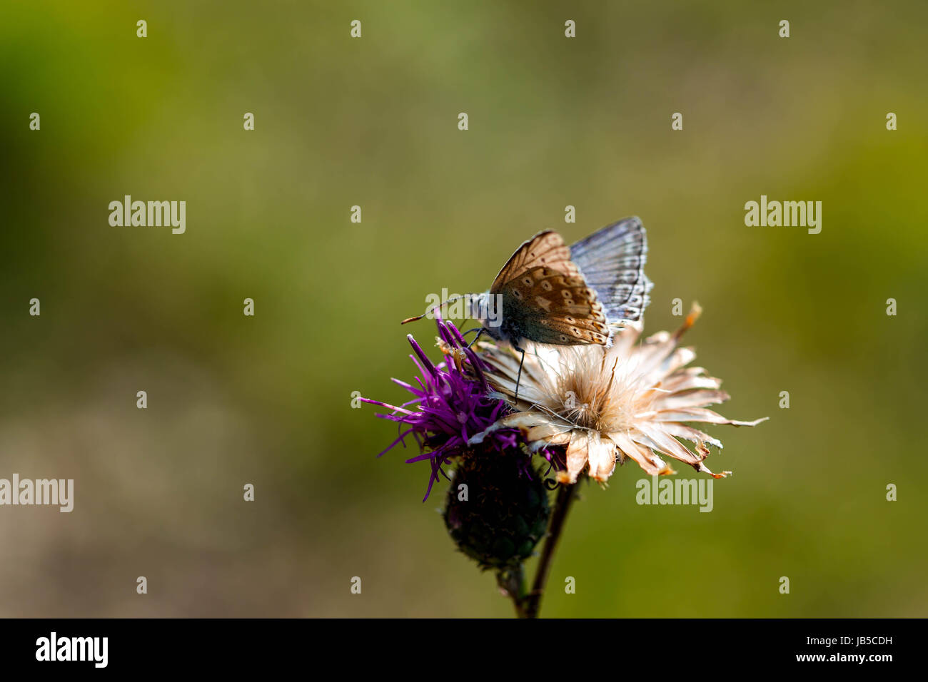 Stream insects hi-res stock photography and images - Alamy
