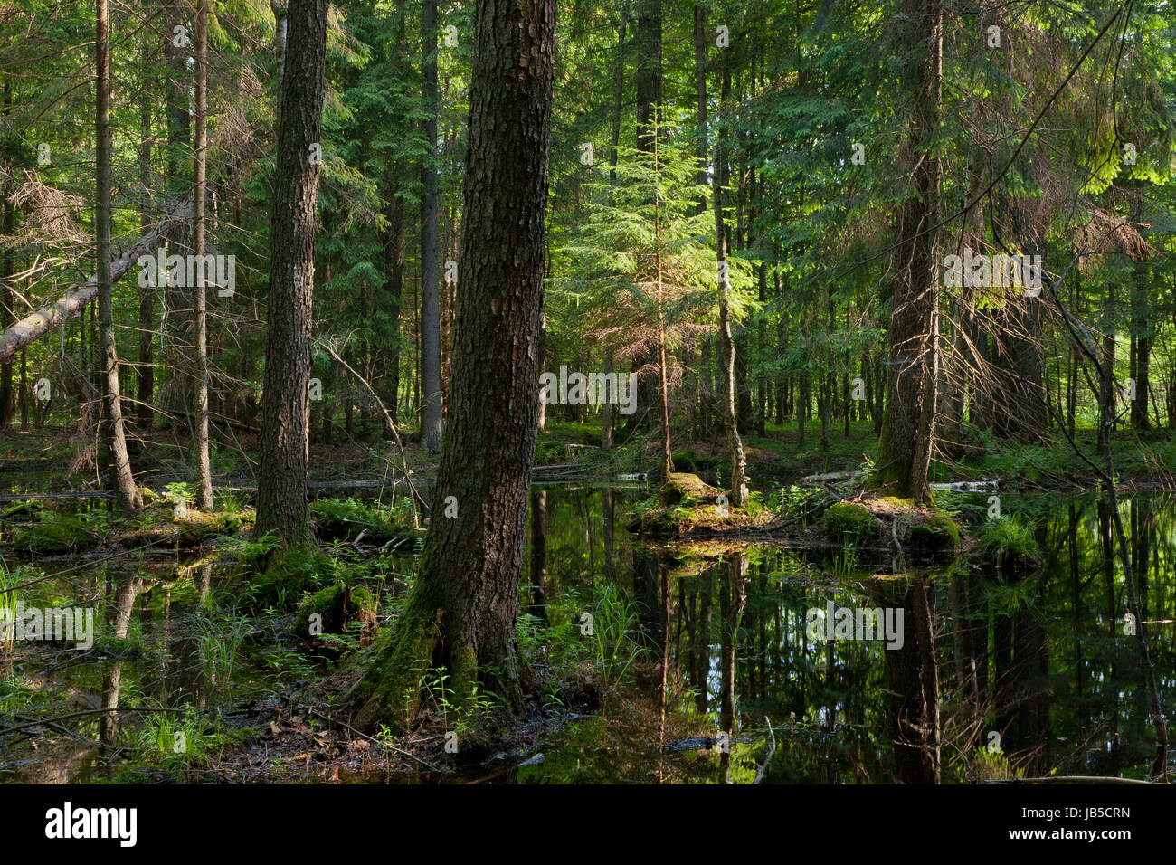 Natural stand of Bialowieza Forest with standing water in morning sunny Stock Photo