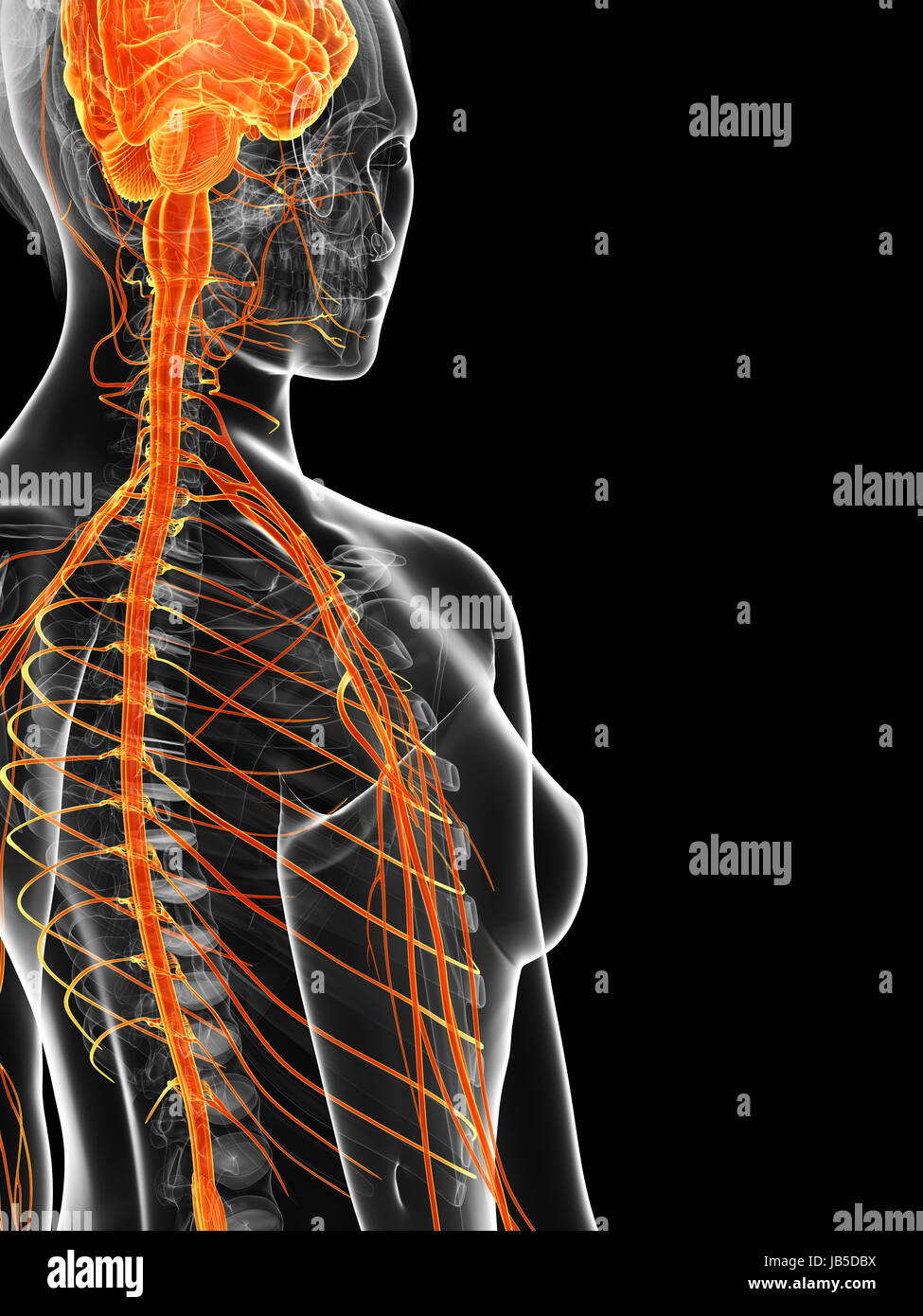 3d rendered illustration of the female nervous system Stock Photo