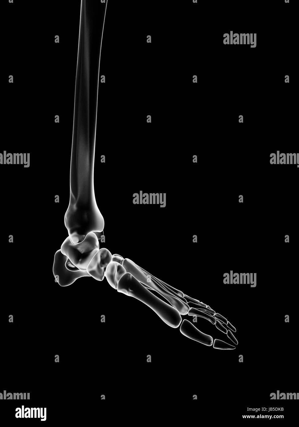 medical illustration of the skeletal foot Stock Photo