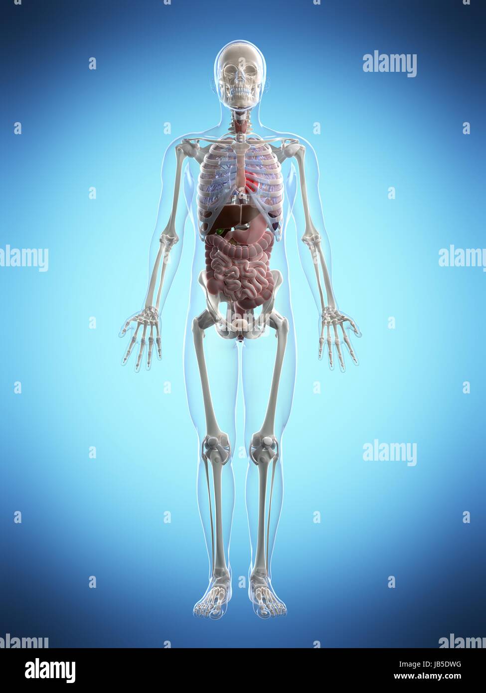 3d rendered illustration of the male anatomy Stock Photo - Alamy