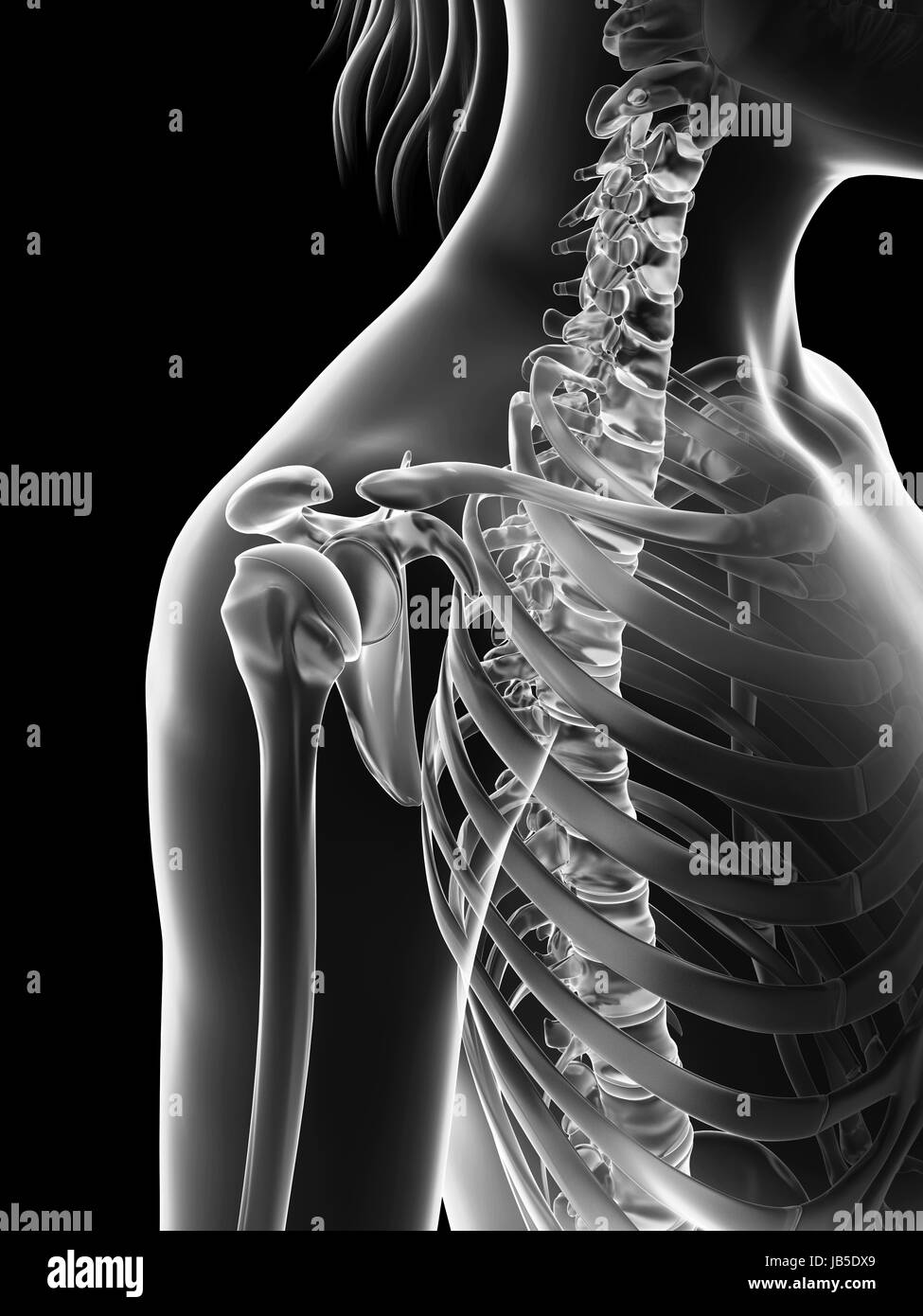 Transparent Female Skeleton Shoulder Joint Stock Photo Alamy   Transparent Female Skeleton Shoulder Joint JB5DX9 