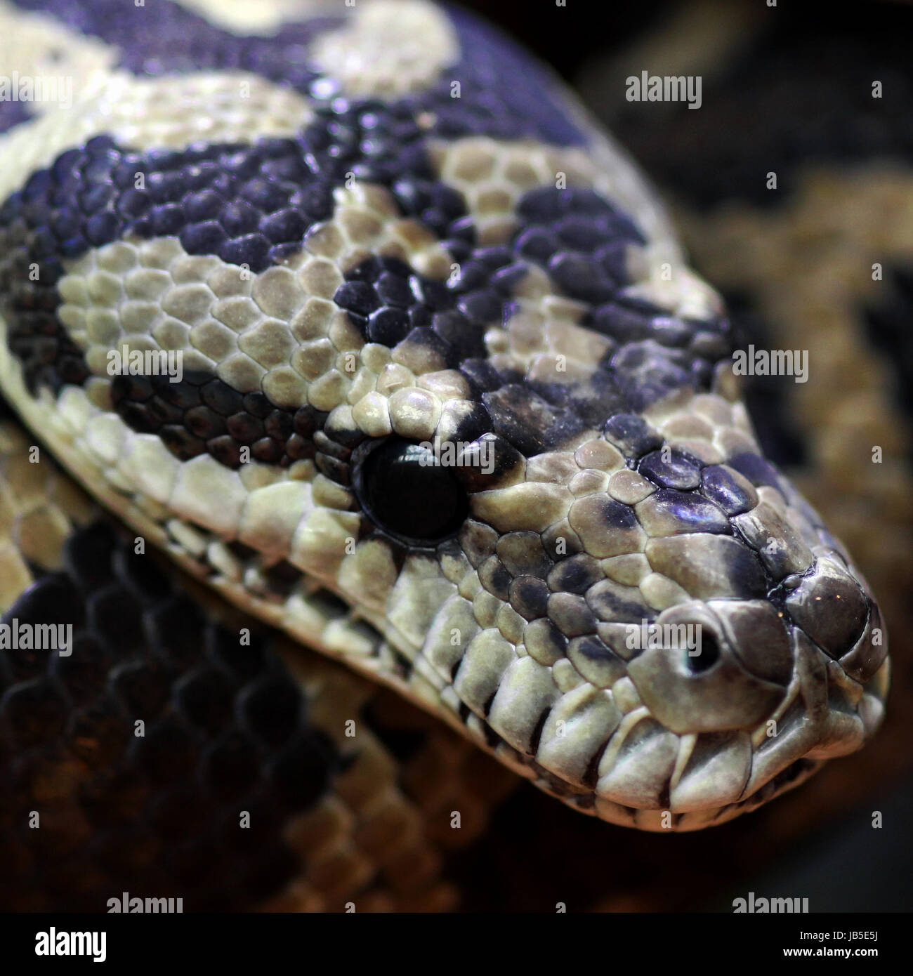 diamond python morelia spilota Stock Photo - Alamy
