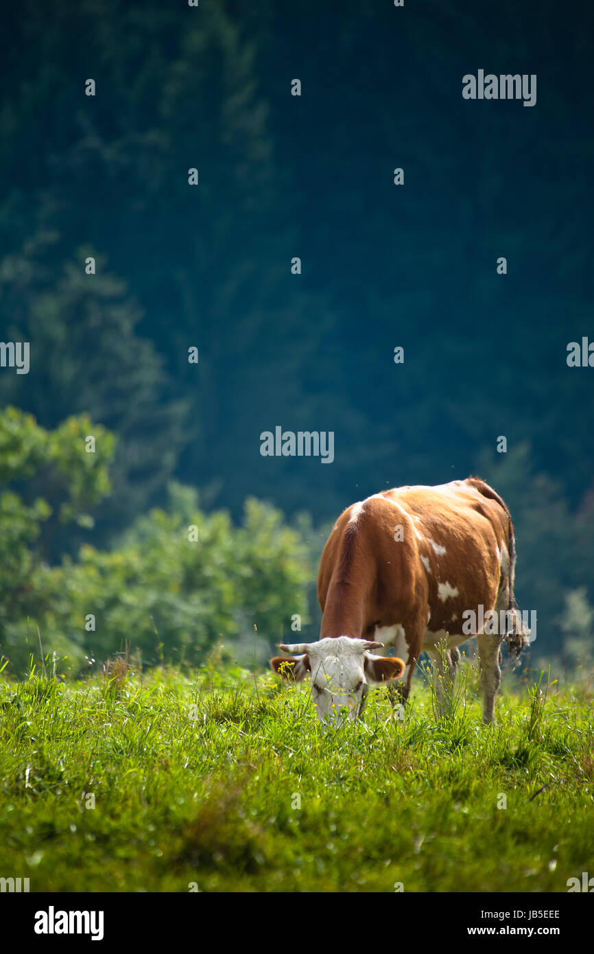 Cow in a grassy meadow in hills during summer Stock Photo - Alamy