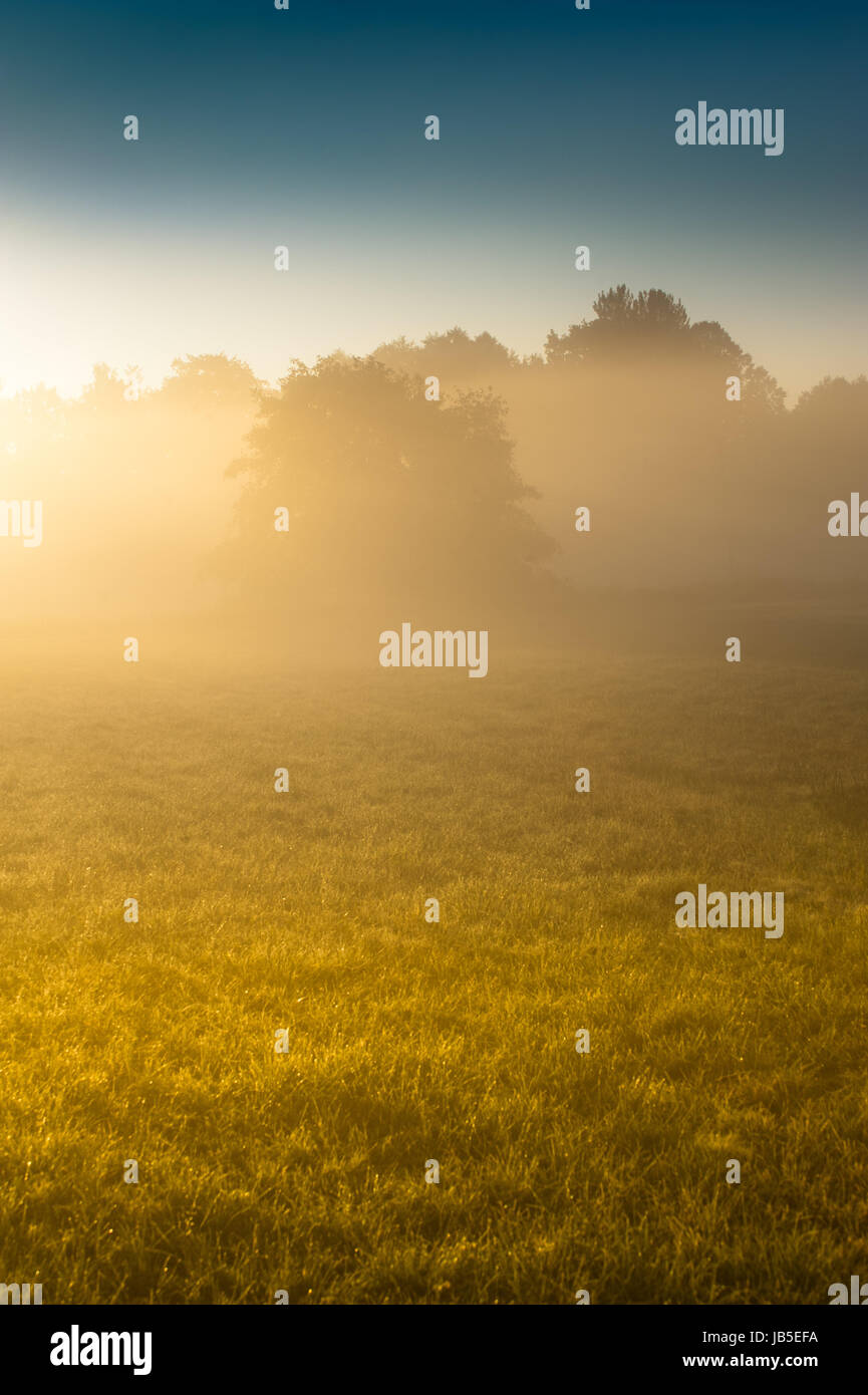 Foggy morning in a forest with sun rays and grass Stock Photo - Alamy