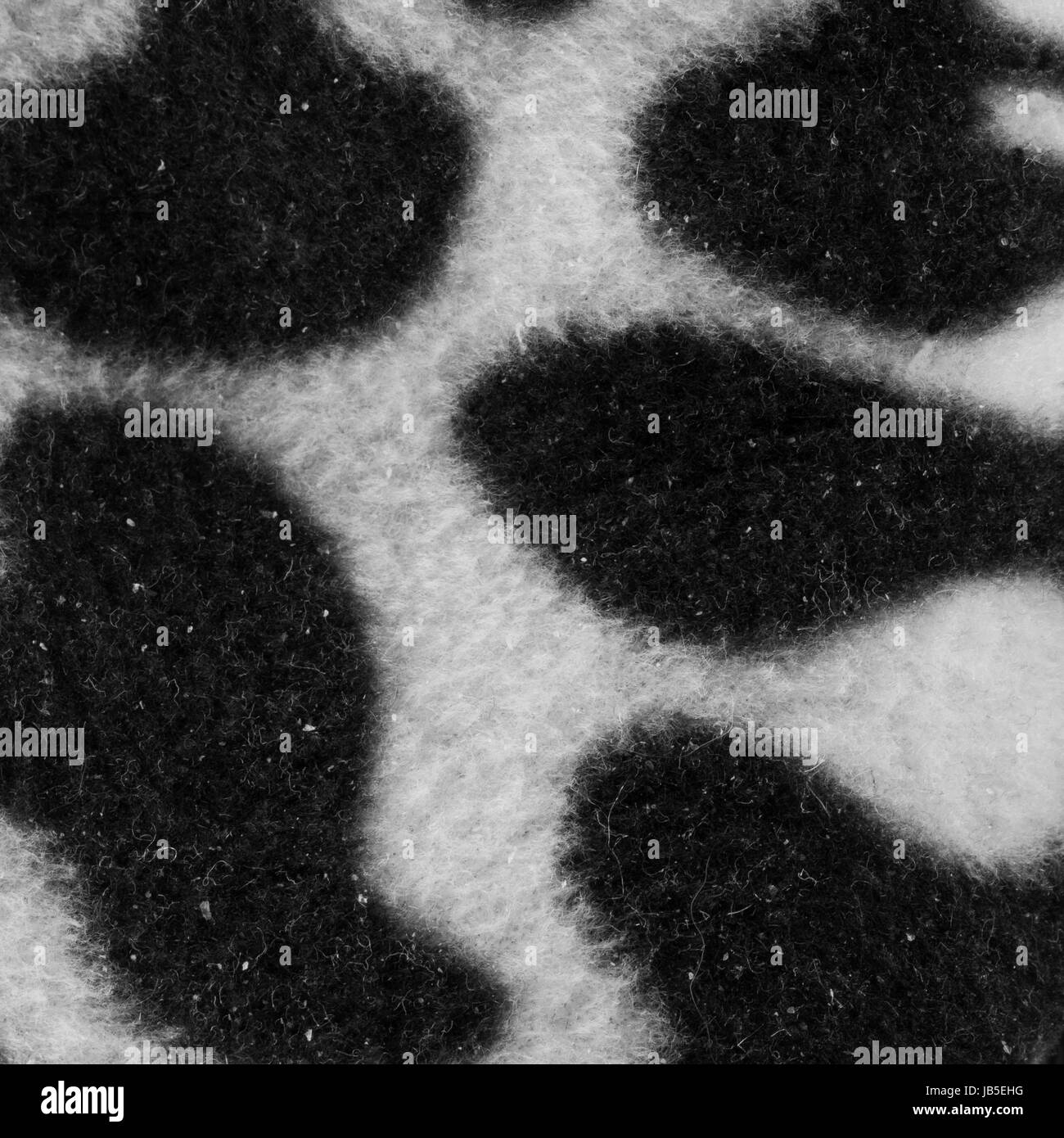 Leopard black and white background in close up Stock Photo - Alamy