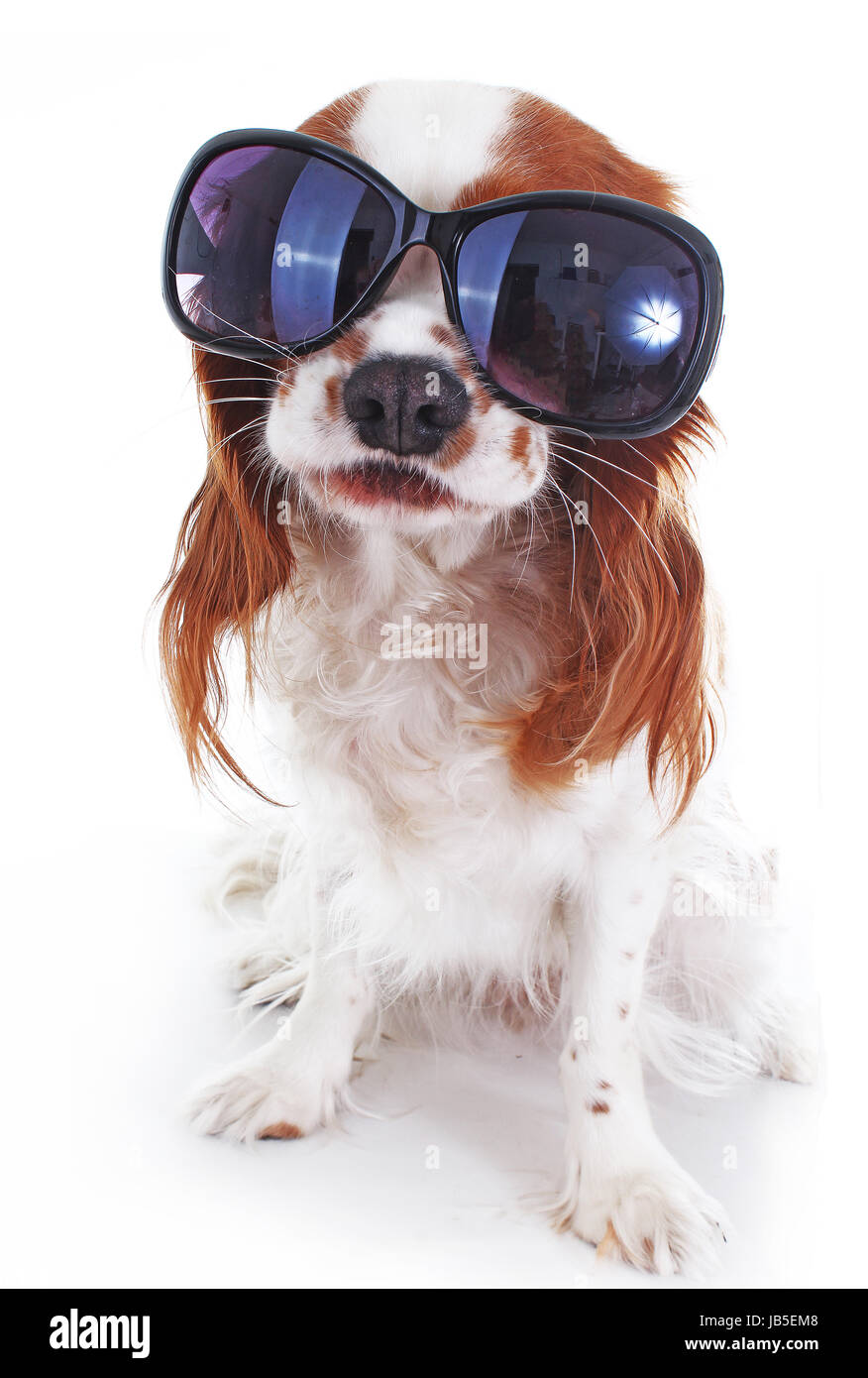 Funny dog with sunglasses can illustrate travelling or any other ...