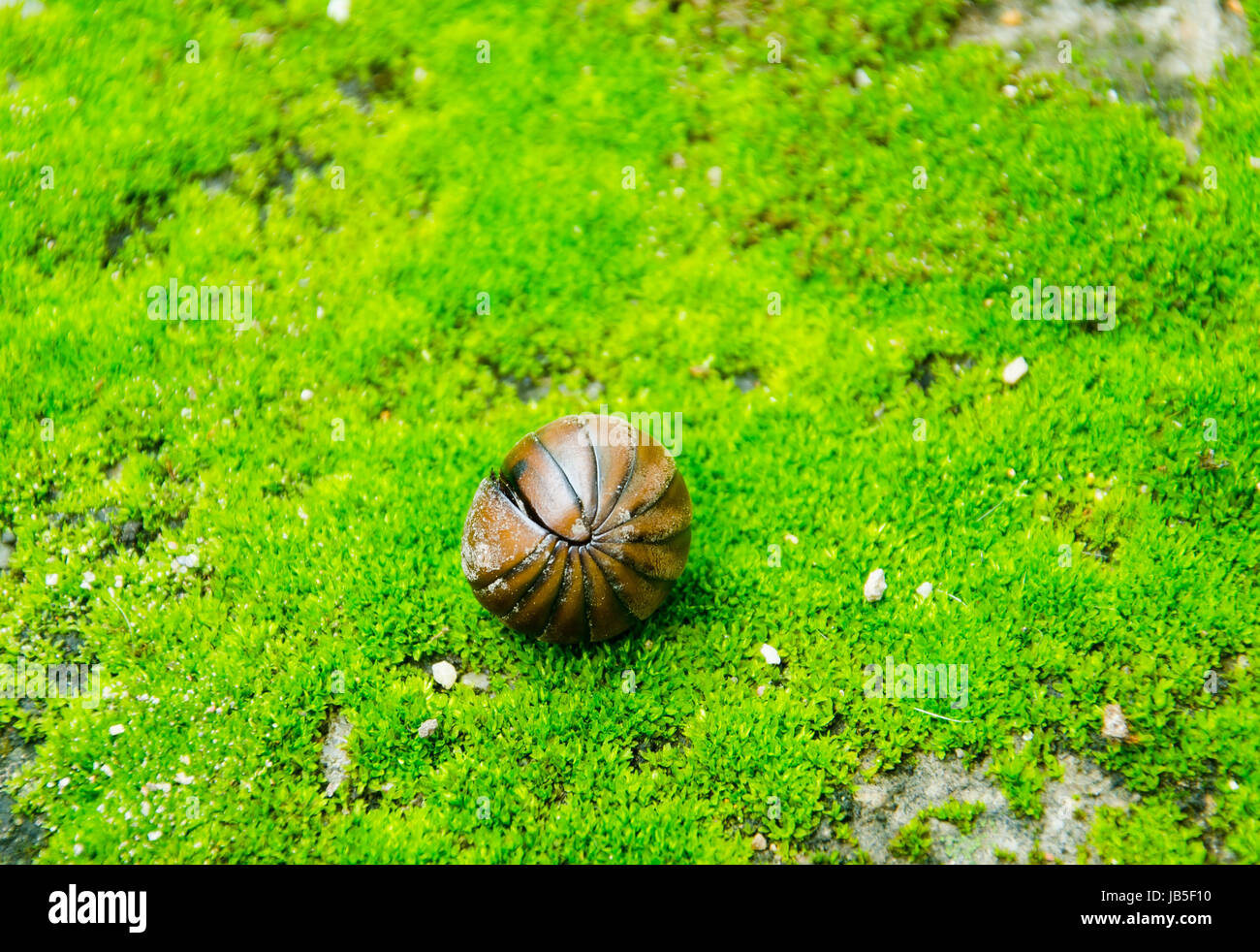 A pill bug rolled up the moss Stock Photo Alamy