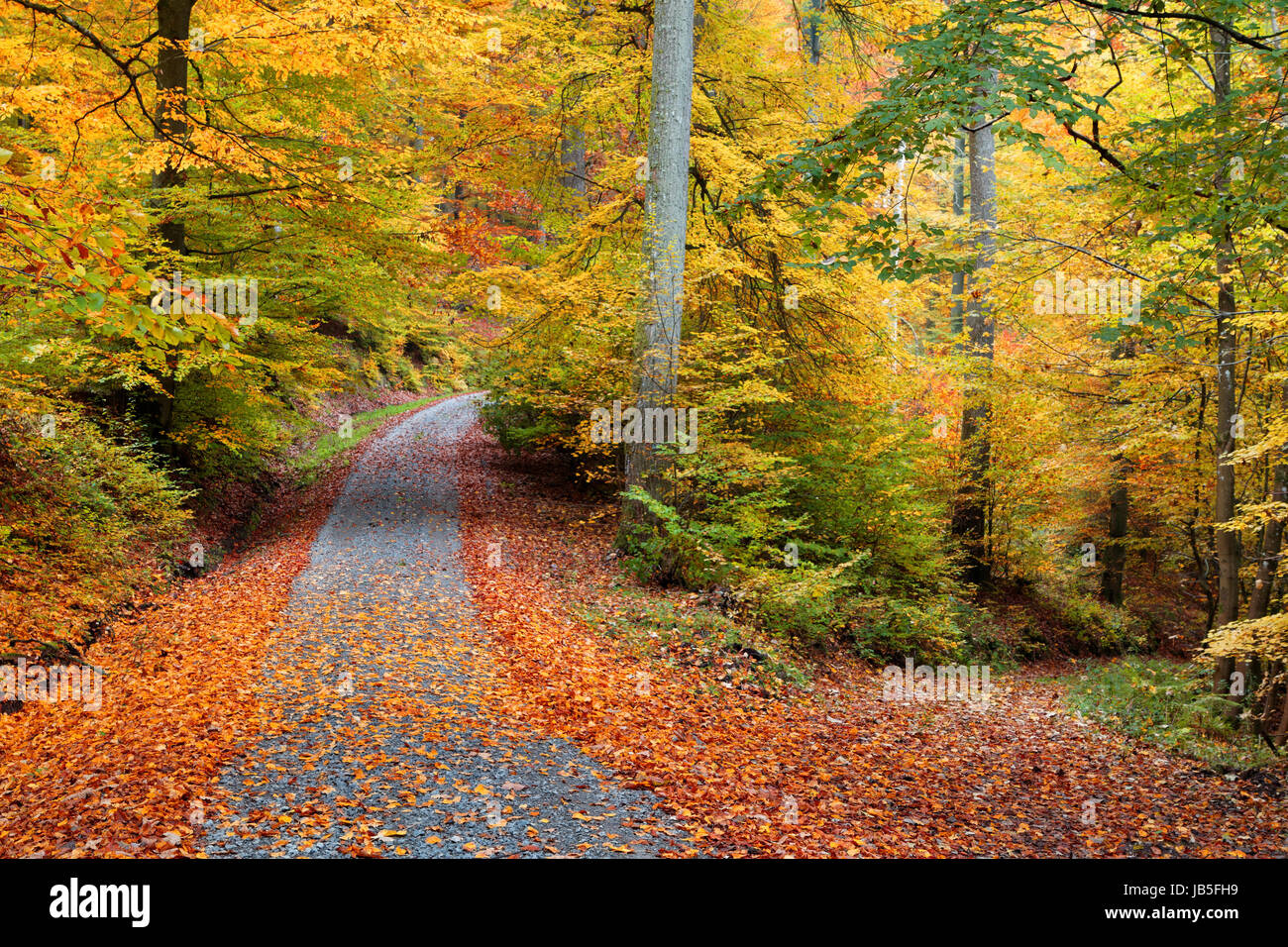 autumn forest in october Stock Photo