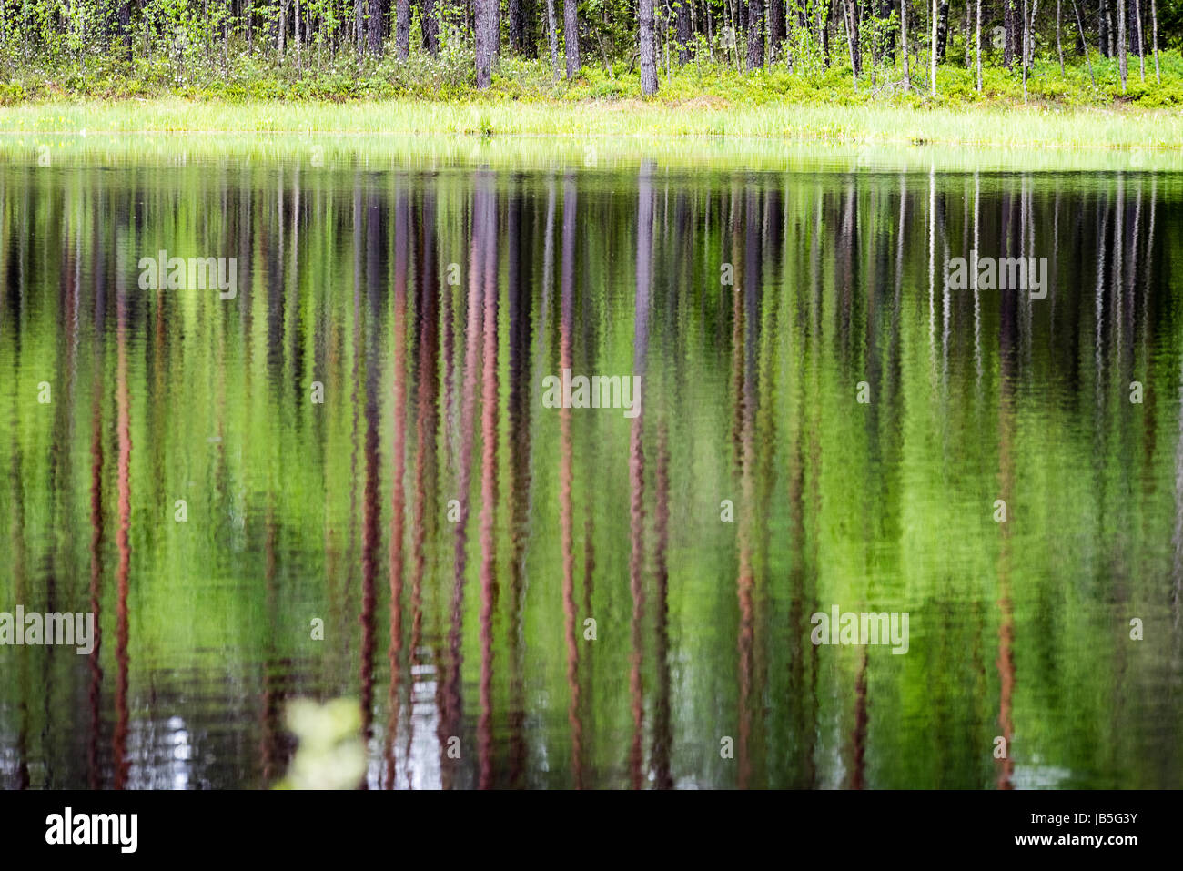 reflections of forest trees in the lake water at bright sun in summer ...