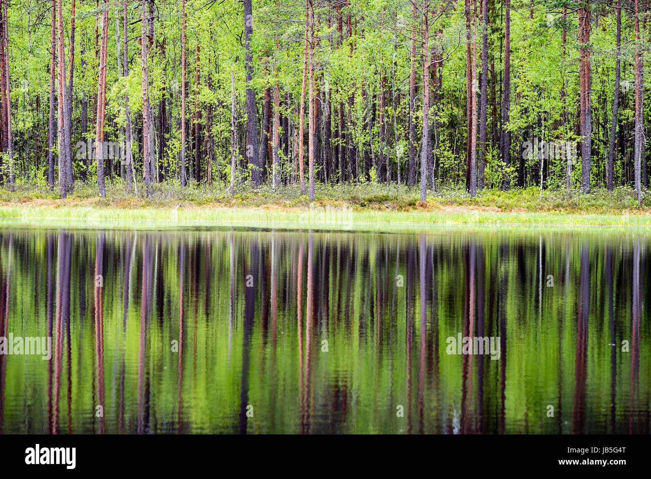 reflections of forest trees in the lake water at bright sun in summer ...