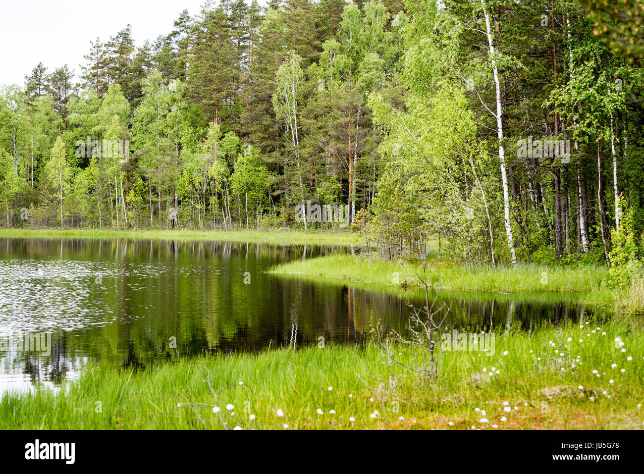 reflections of forest trees in the lake water at bright sun in summer ...