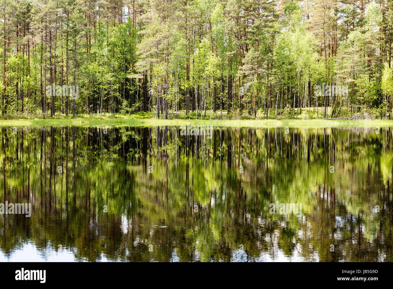 reflections of forest trees in the lake water at bright sun in summer ...