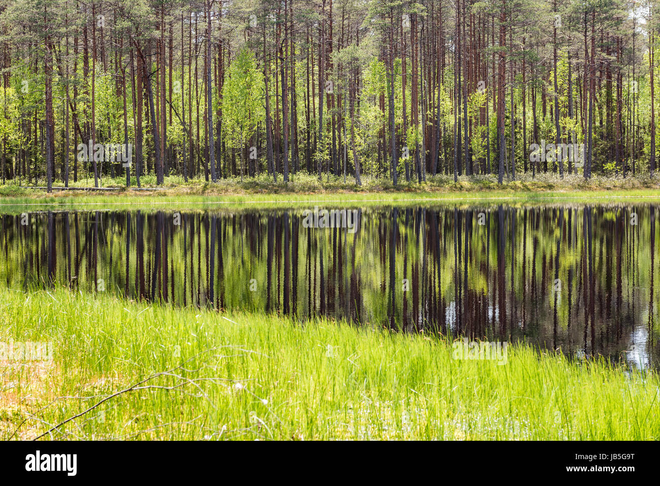 reflections of forest trees in the lake water at bright sun in summer ...