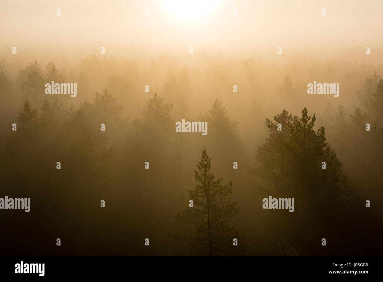panoramic view of misty forest at majestic sunrise over trees. far ...