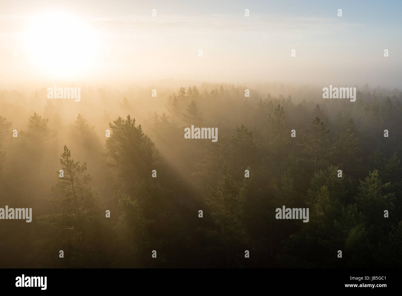 panoramic view of misty forest at majestic sunrise over trees. far ...