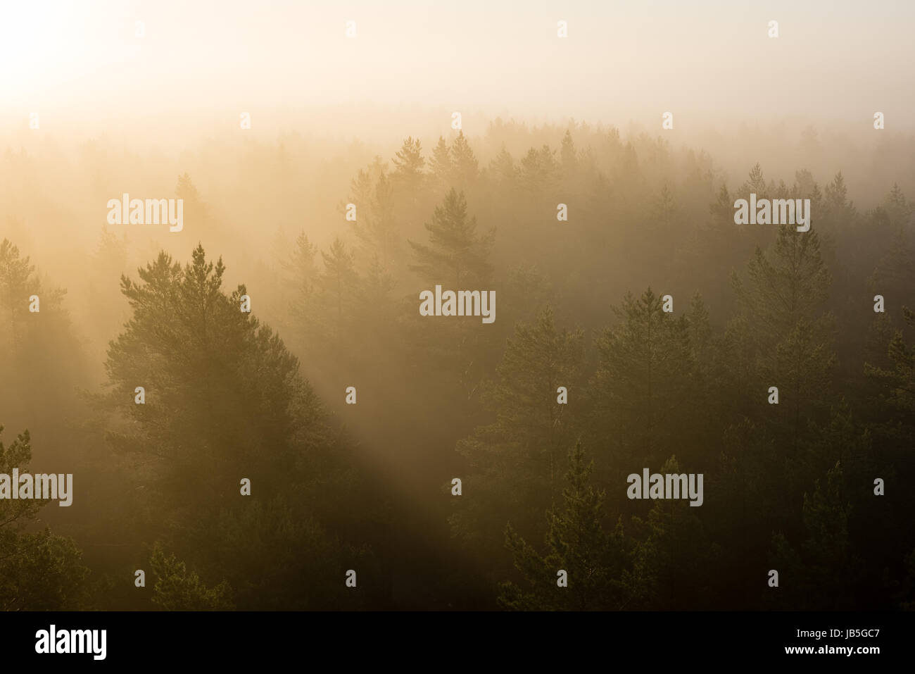 panoramic view of misty forest at majestic sunrise over trees. far ...