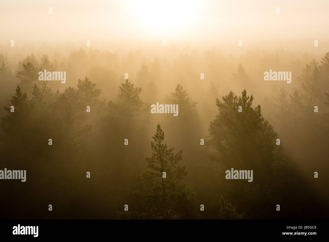 panoramic view of misty forest at majestic sunrise over trees. far ...