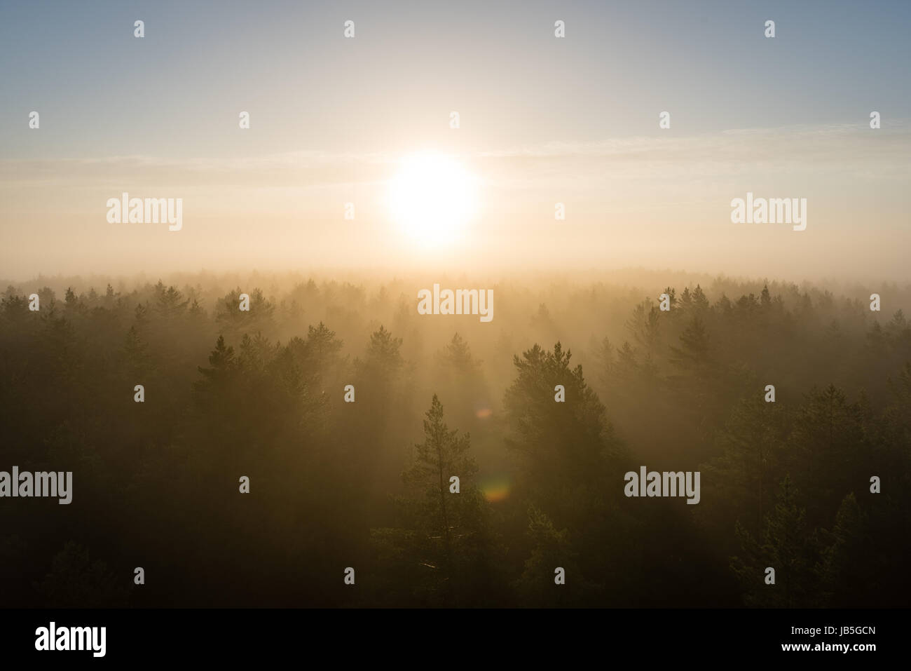 panoramic view of misty forest at majestic sunrise over trees. far ...