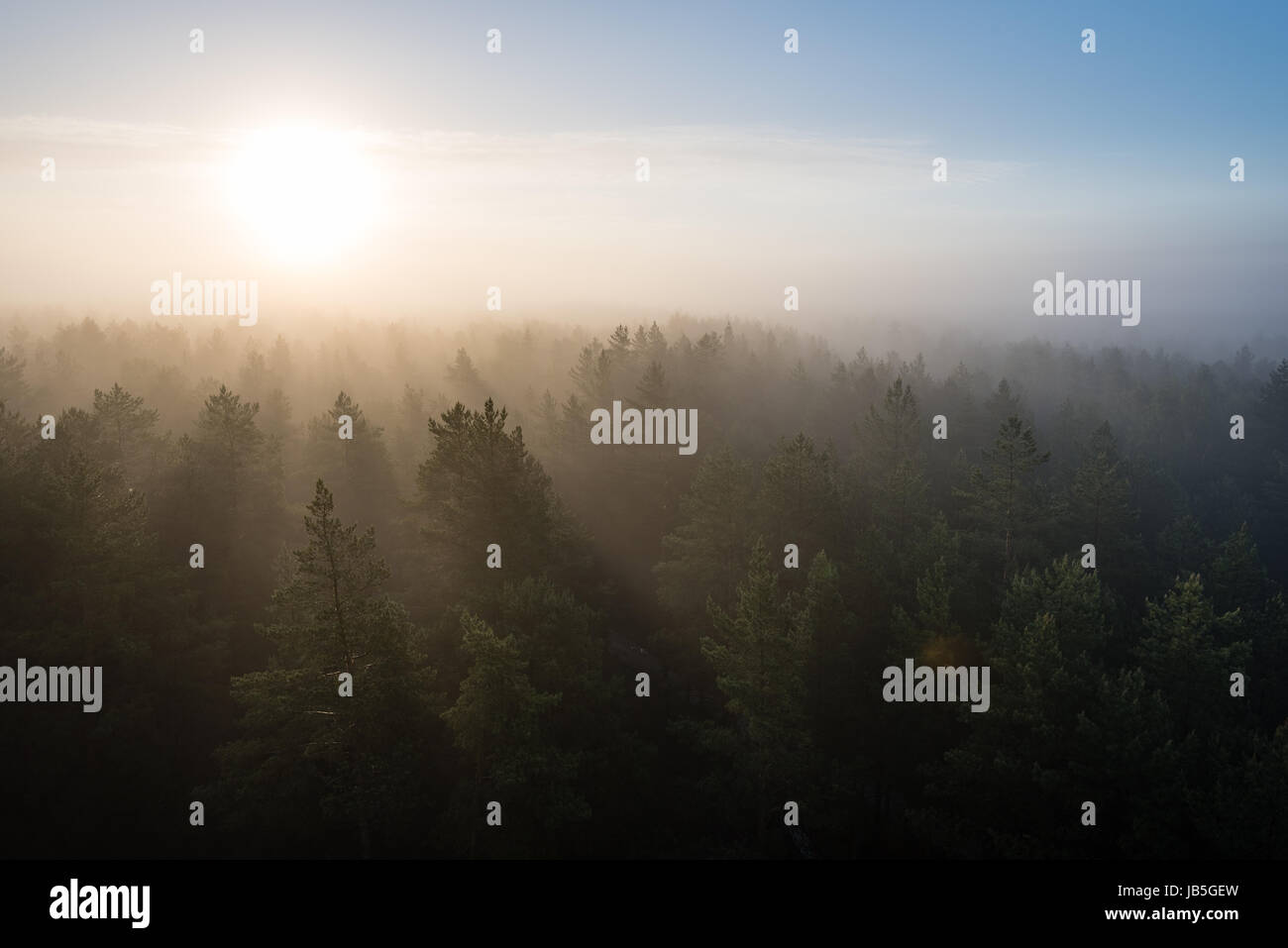 panoramic view of misty forest at majestic sunrise over trees. far ...