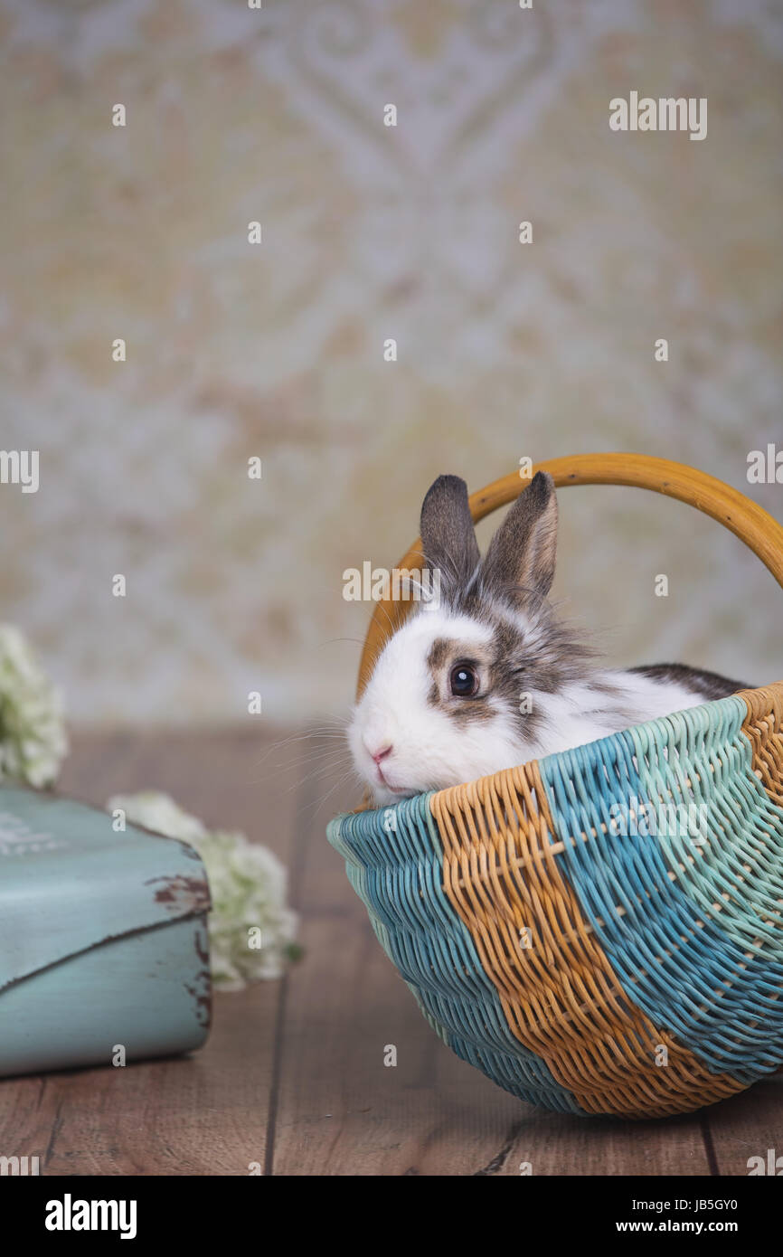 Easter little bunny sitting in a basket Stock Photo - Alamy