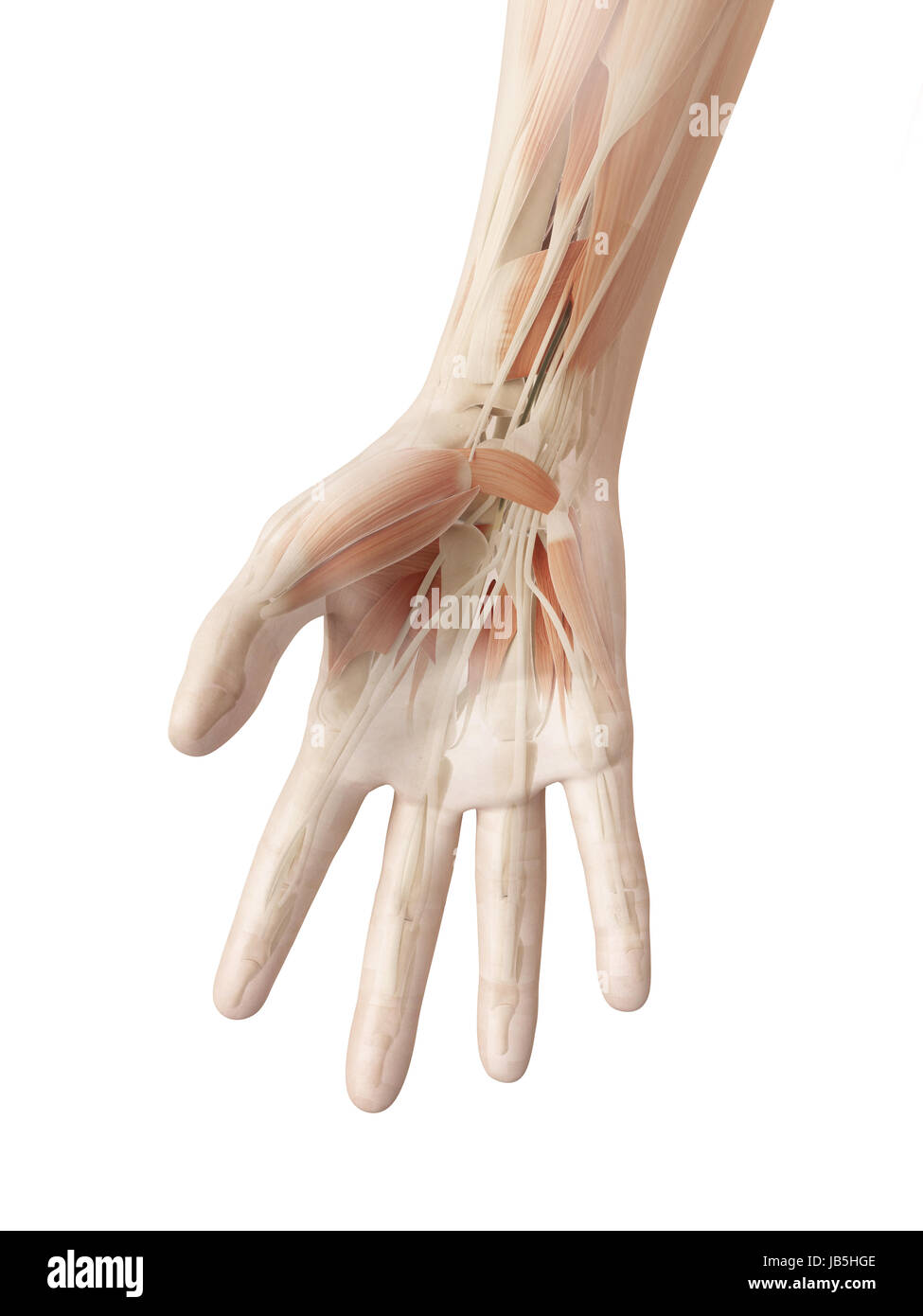 anatomy of the human hand Stock Photo Biology Diagrams