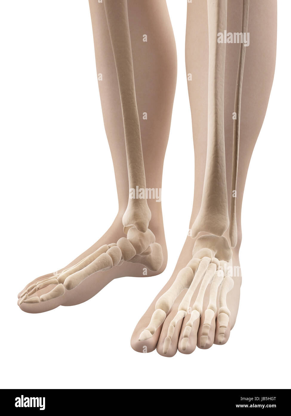 Skeletal Anatomy Stock Photos & Skeletal Anatomy Stock Images - Alamy