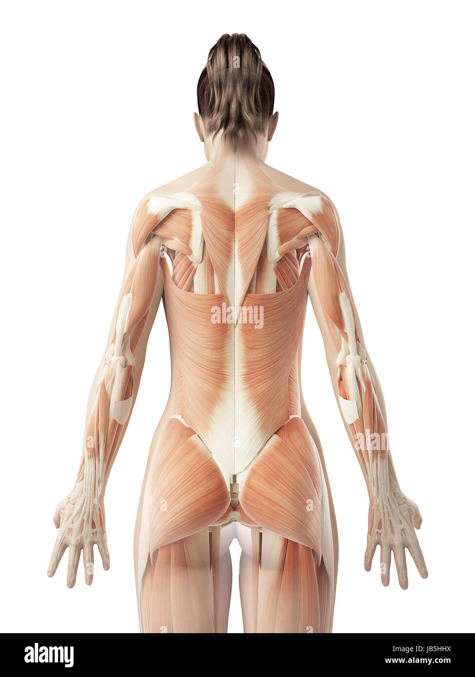 female back muscles Stock Photo