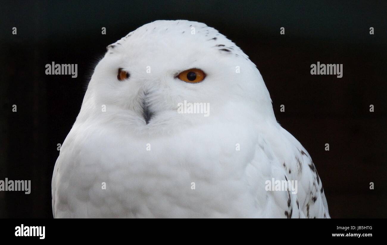 snow owl Stock Photo
