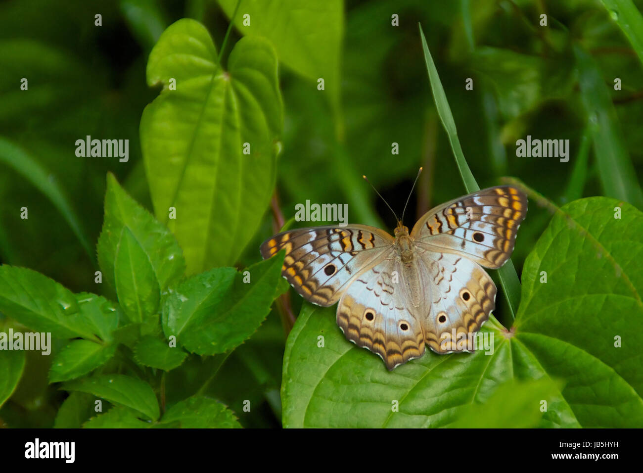 A white peacock butterfly resting on large leaf, surrounded by green ...