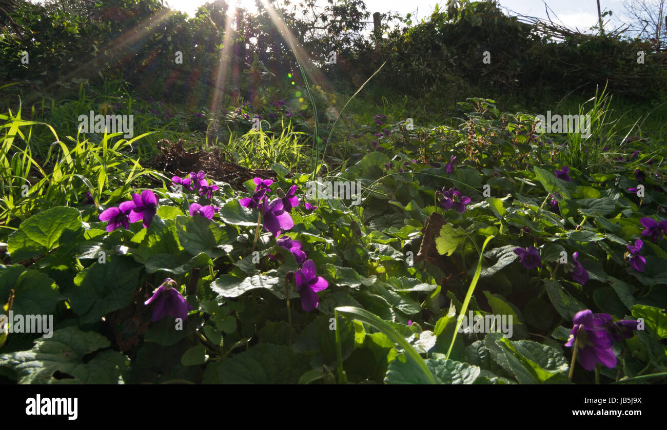 Violet flowers lightened by sunbeams in the tuscany countryside Stock Photo