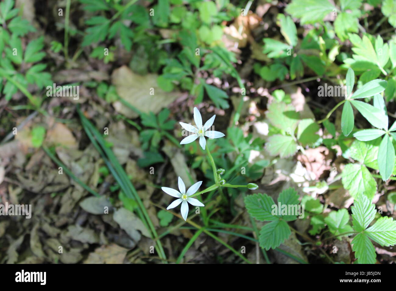 Polline hi-res stock photography and images - Alamy