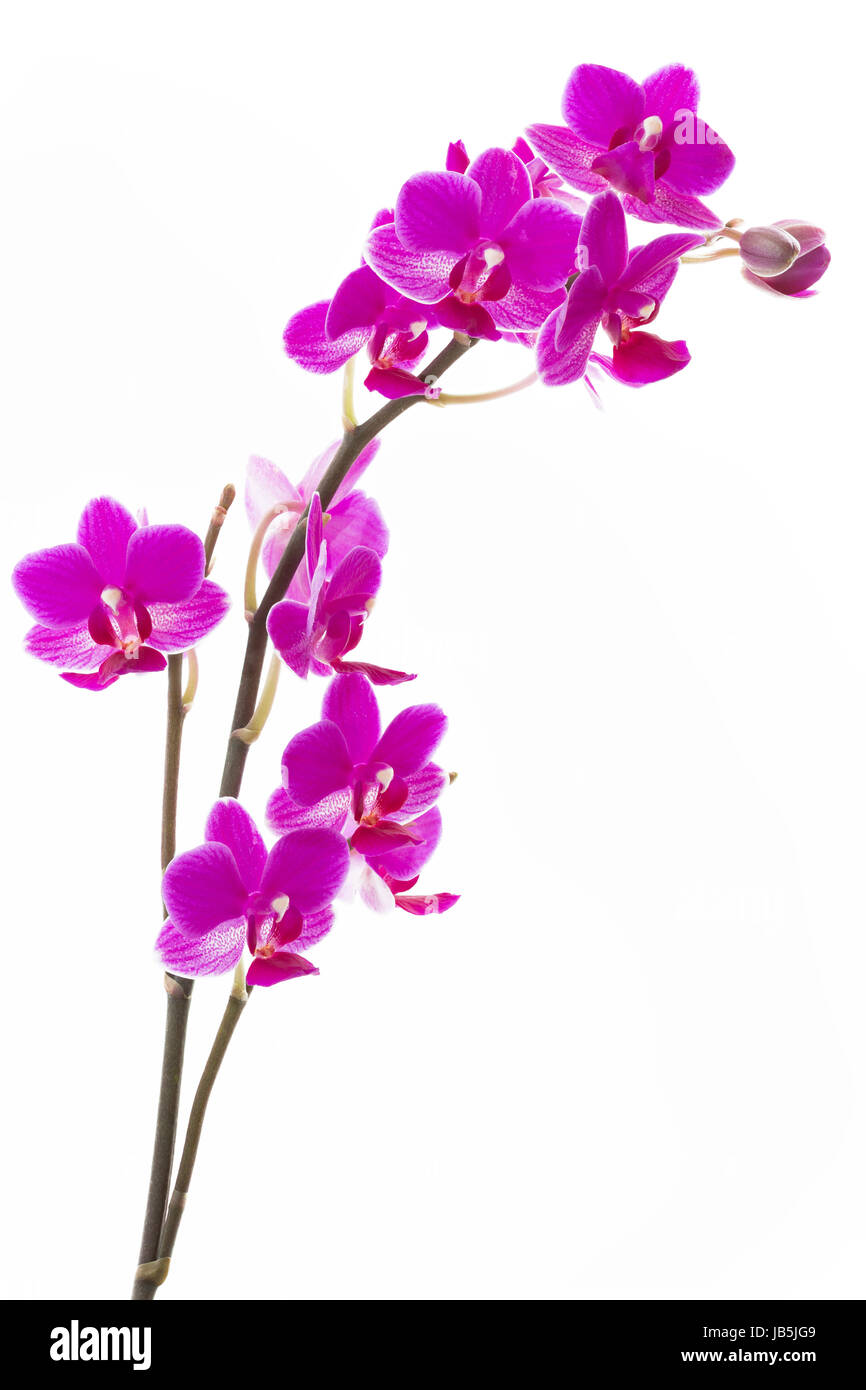 Orchideenrispe hi-res stock photography and images - Alamy