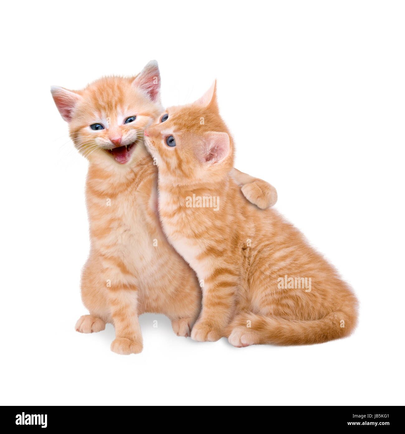 Zwei verliebte Katzen auf weißem Hintergrund Stock Photo