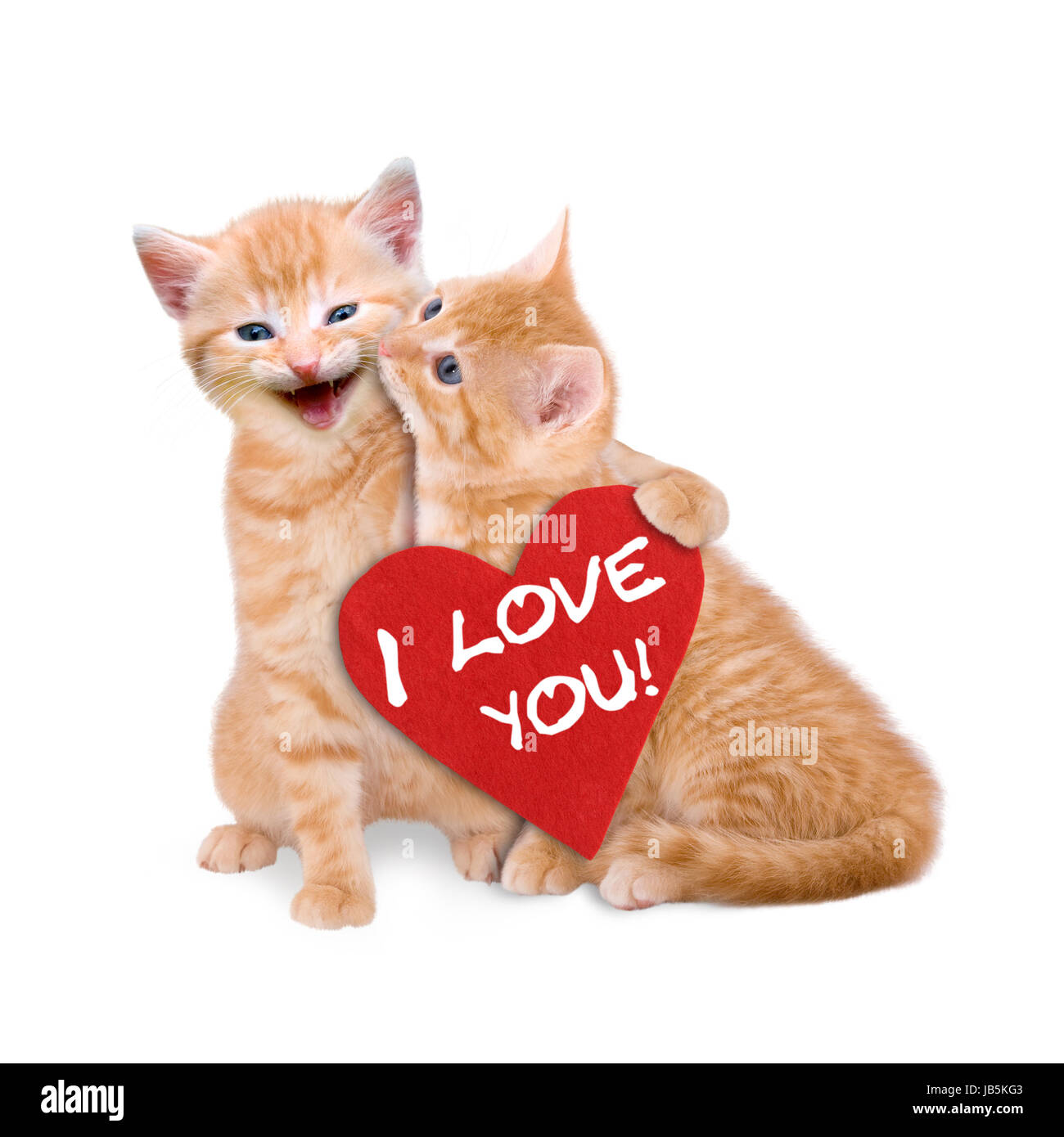 Zwei verliebte Katzen mit rotem Herz auf weißem Hintergrund Stock Photo